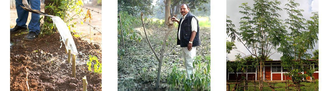 Cuttings