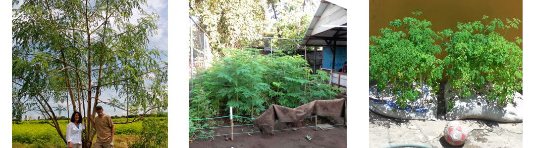 Planting-Options