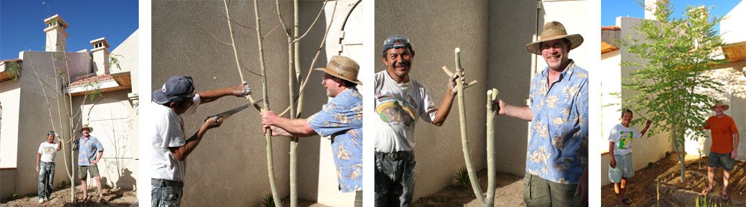 Pruning-results