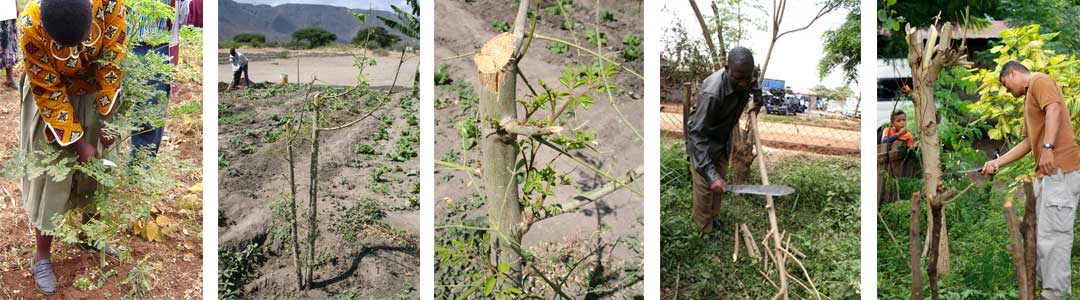 Pruning-Moringa