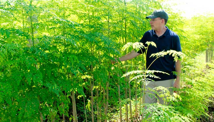 Intensive-moringa-planting